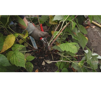 Himbeeren - Zurückschneiden im Herbst