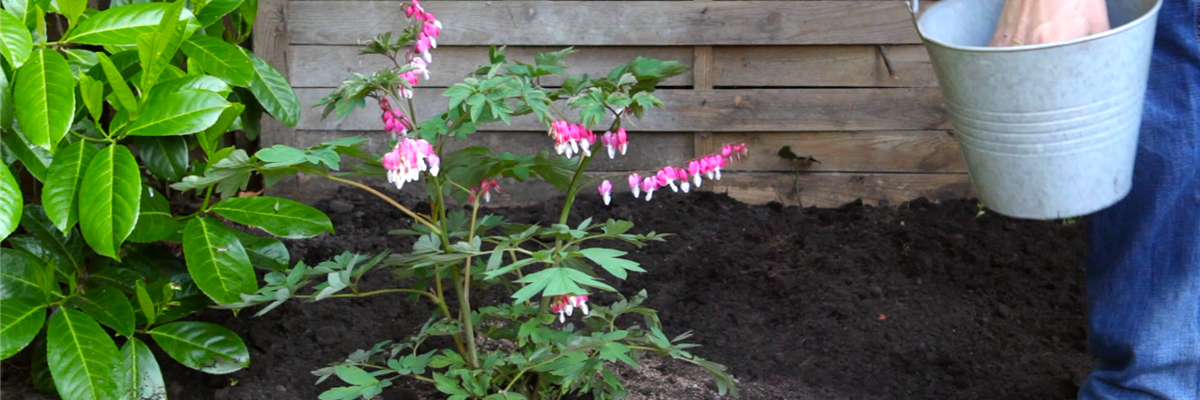 Tränendes Herz - Einpflanzen im Garten (thumbnail)