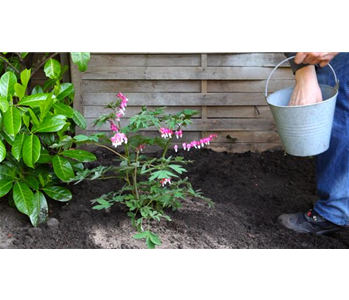 Tränendes Herz - Einpflanzen im Garten