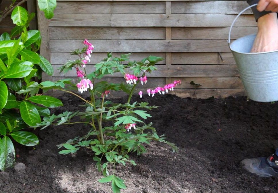 Tränendes Herz - Einpflanzen im Garten