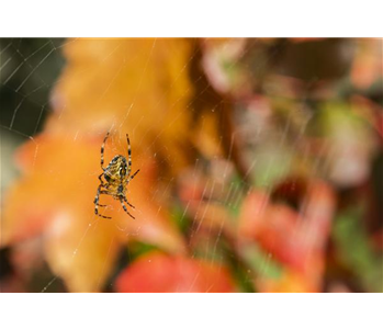 Spinne, Schnecke und Co. schützen