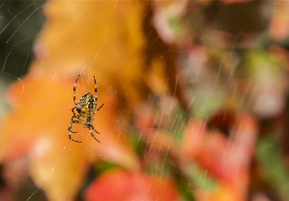 Spinne, Schnecke und Co. schützen