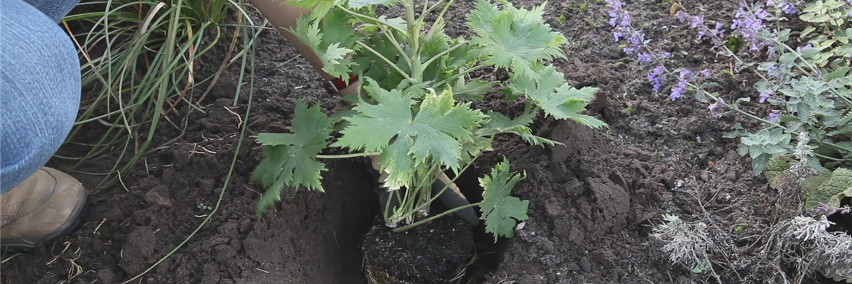 Rittersporn - Einpflanzen im Garten (thumbnail)