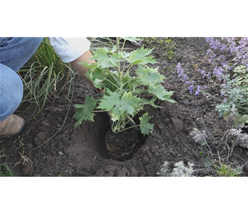 Rittersporn - Einpflanzen im Garten