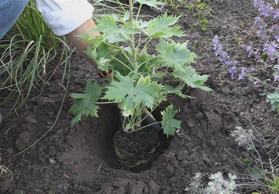 Rittersporn - Einpflanzen im Garten