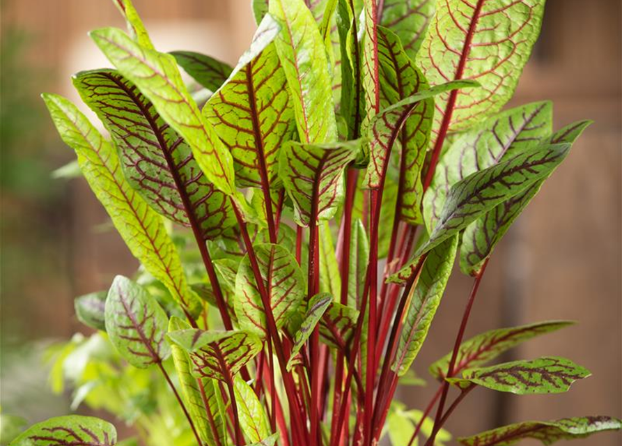 Rumex sanguineus