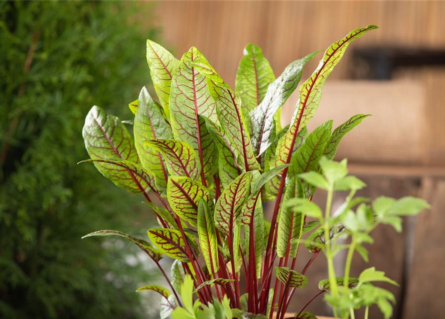 Rumex sanguineus