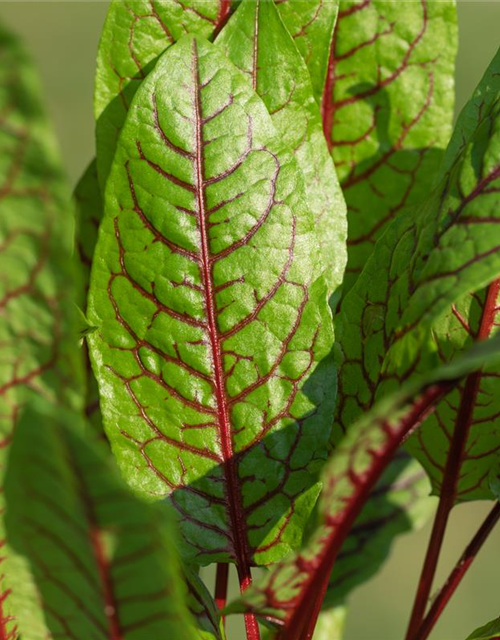 Rumex sanguineus