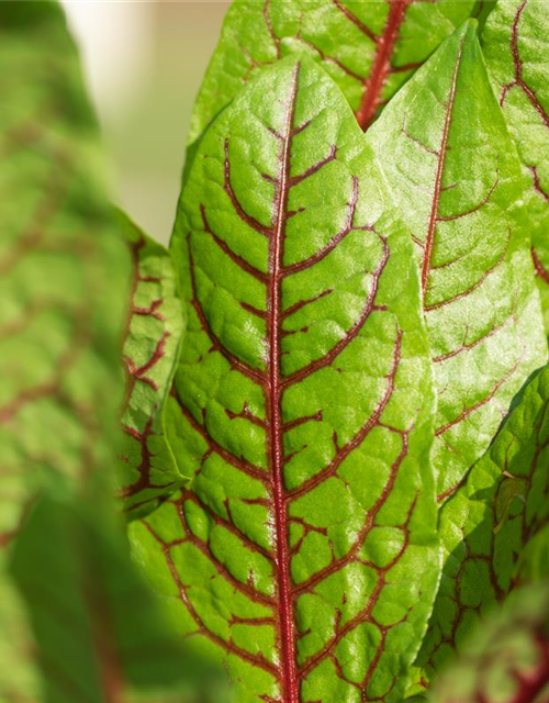 Rumex sanguineus