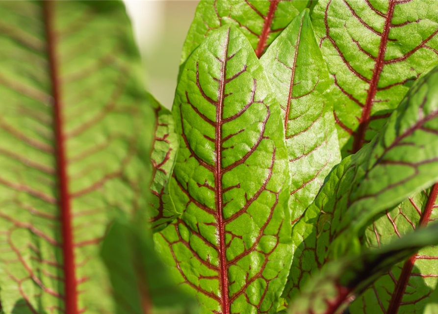 Rumex sanguineus