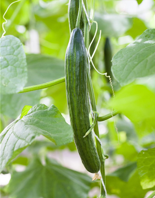 Cucumis sativus Dominica veredelt