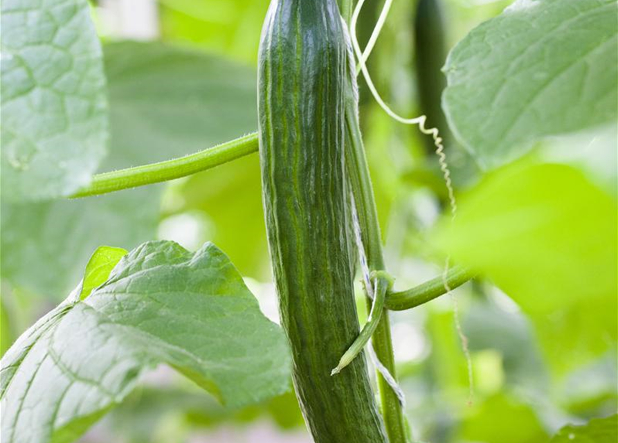 Cucumis sativus Dominica veredelt