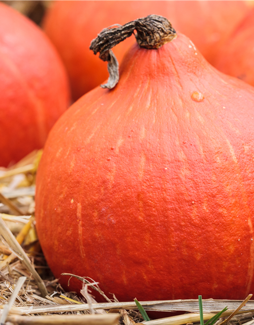 Cucurbita maxi. Hokkaido Uchiki Kuri