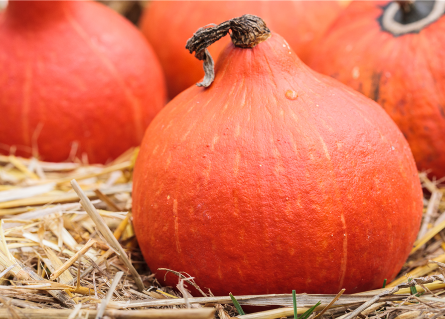 Cucurbita maxi. Hokkaido Uchiki Kuri