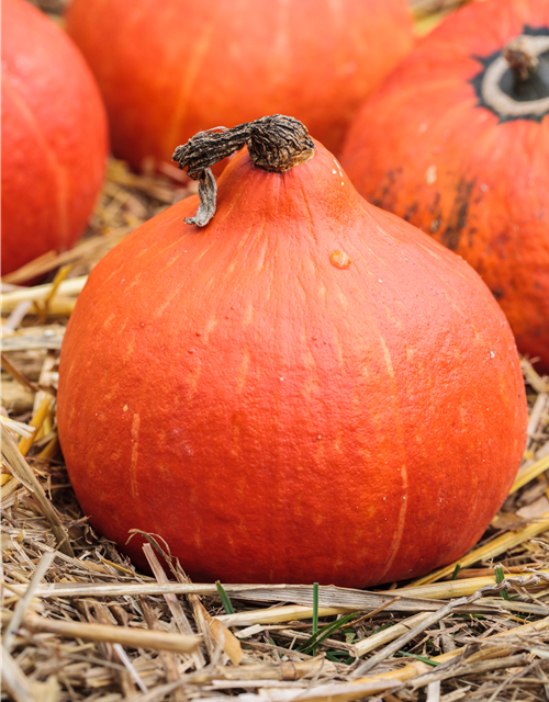 Cucurbita maxi. Hokkaido Uchiki Kuri