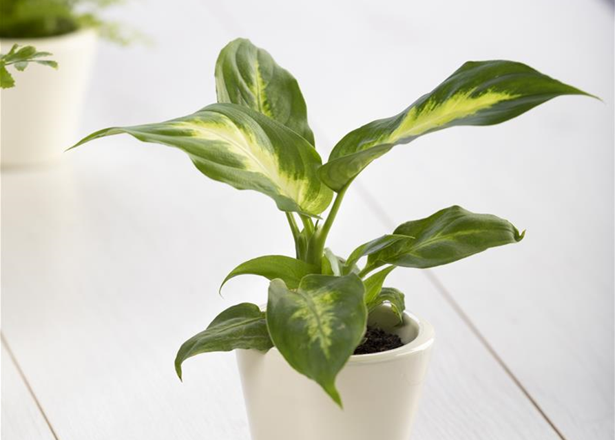 Dieffenbachia Mix