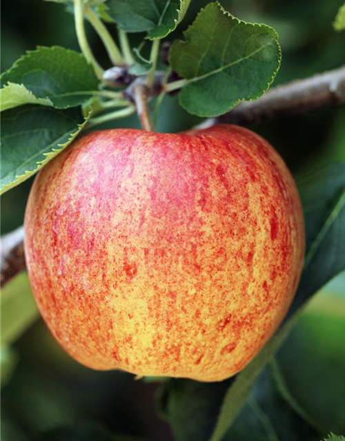 Malus domestica Ontario