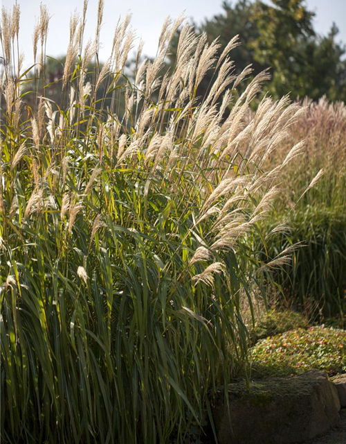 Miscanthus sinensis Adagio