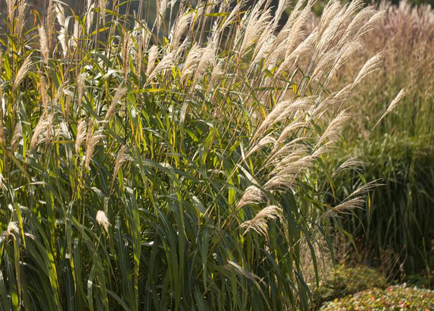 Miscanthus sinensis Adagio