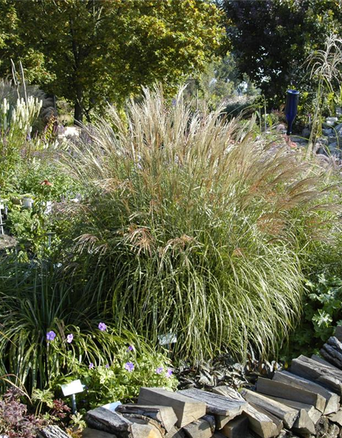 Miscanthus sinensis Adagio