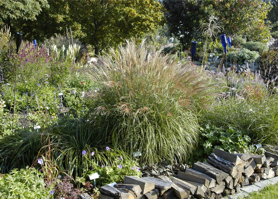 Miscanthus sinensis Adagio