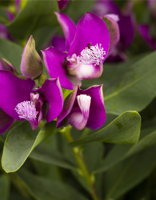 Polygala myrtifolia