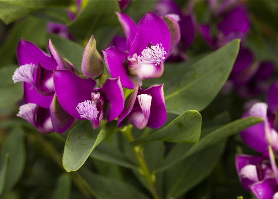 Polygala myrtifolia