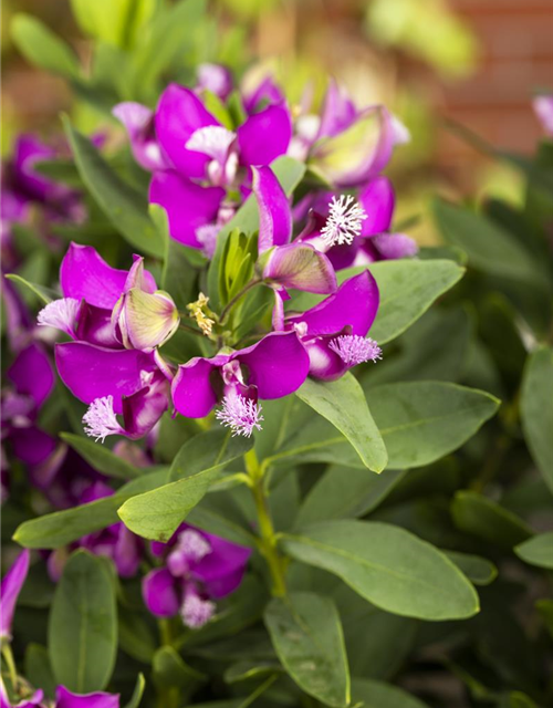 Polygala myrtifolia