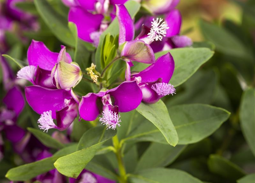 Polygala myrtifolia