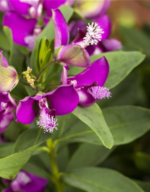 Polygala myrtifolia