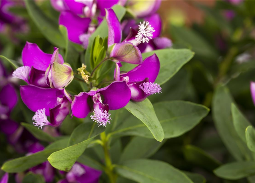 Polygala myrtifolia