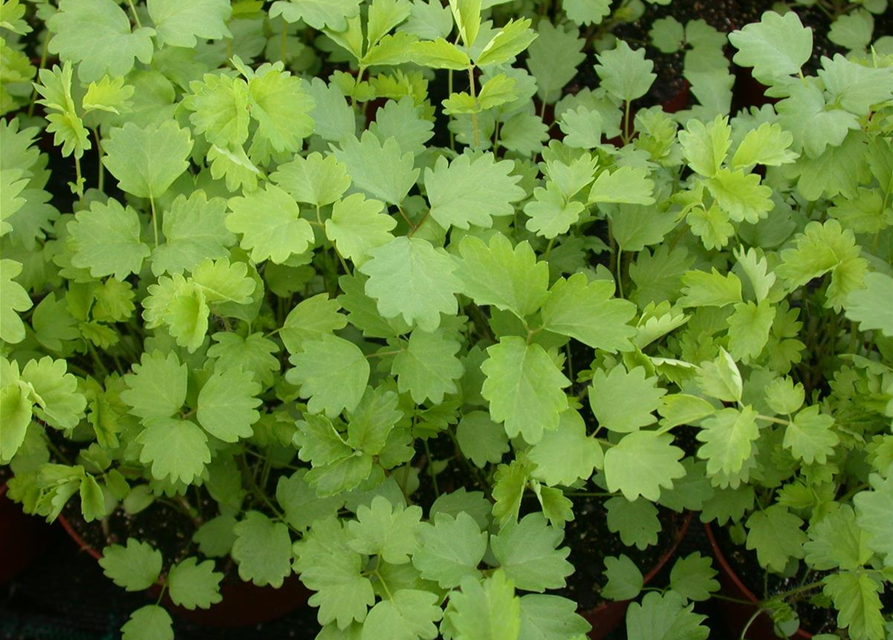 Sanguisorba minor