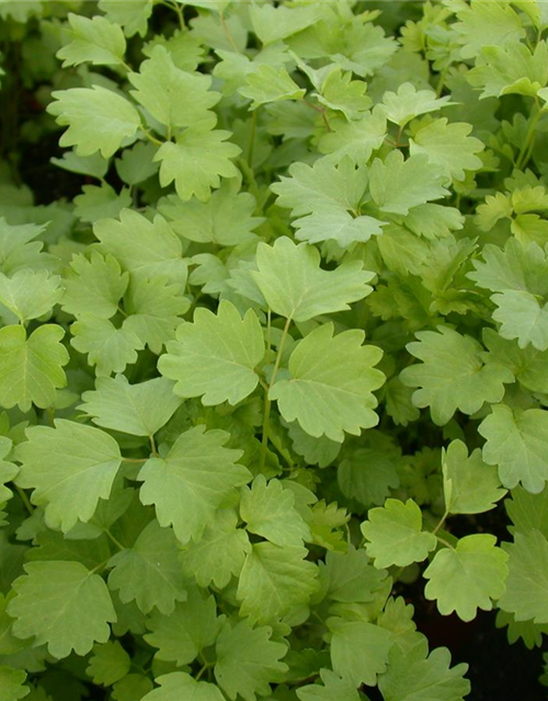 Sanguisorba minor