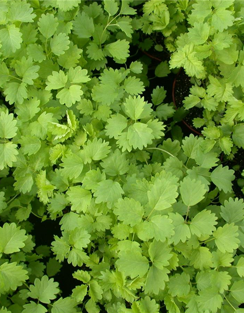 Sanguisorba minor