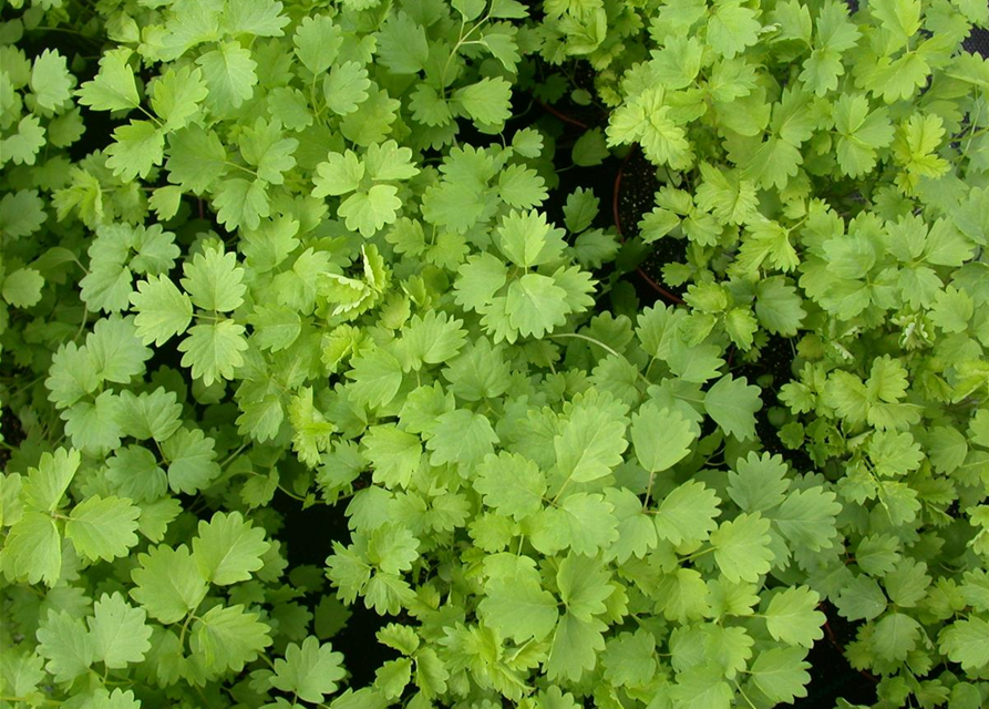 Sanguisorba minor