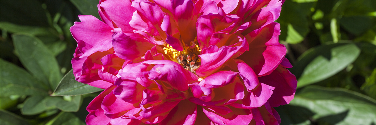 Paeonia x suffruticosa, rosa