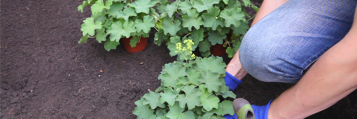 Frauenmantel - Einpflanzen im Garten (thumbnail)