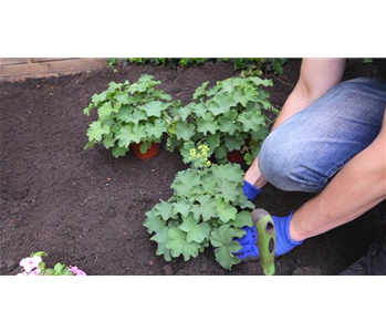 Frauenmantel - Einpflanzen im Garten