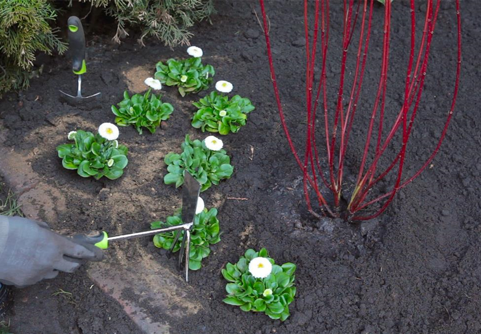 Gänseblümchen - Einpflanzen im Garten