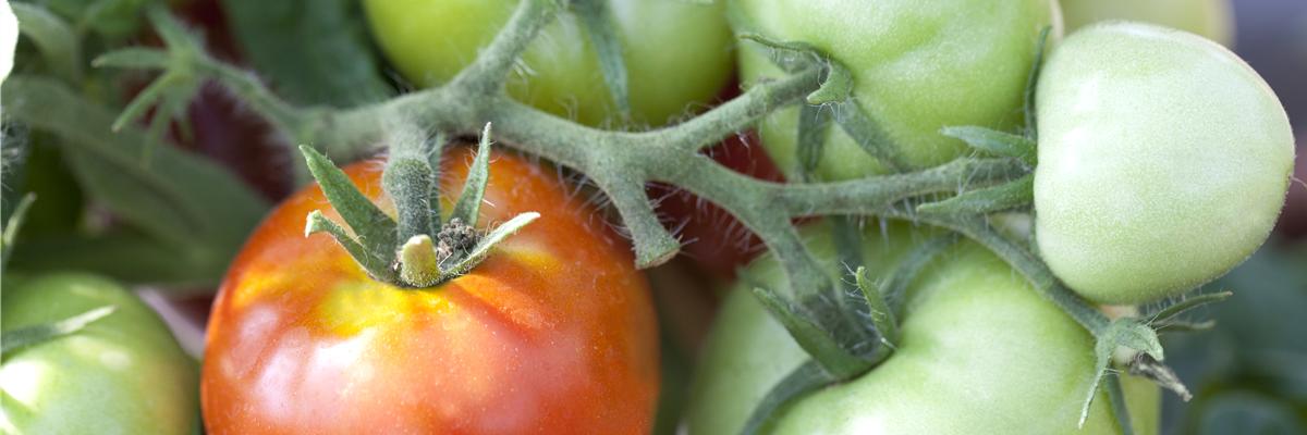 Solanum lycopersicum 'Rentita'