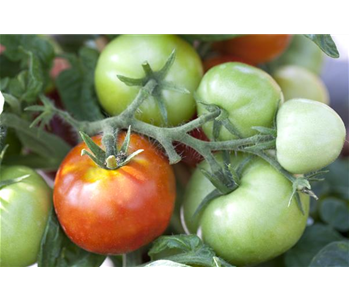 Tomaten nachreifen lassen