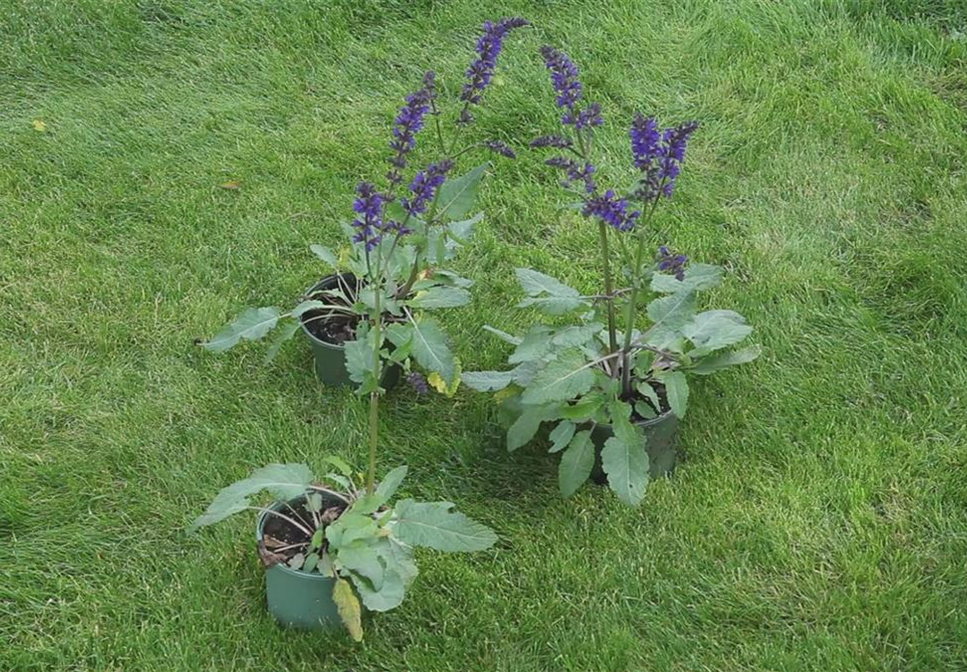 Salbei - Einpflanzen im Garten