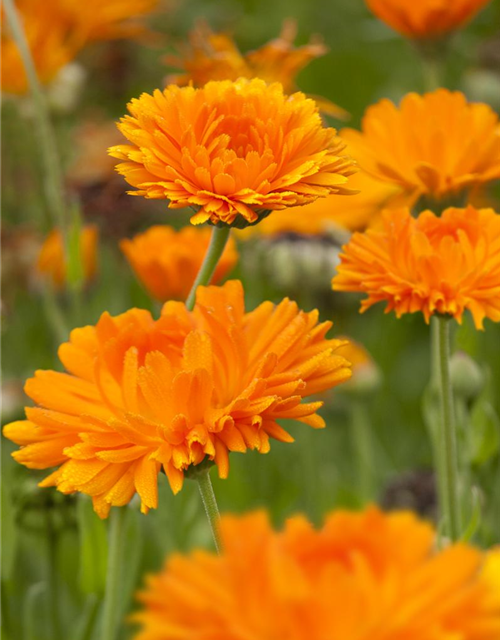 Calendula