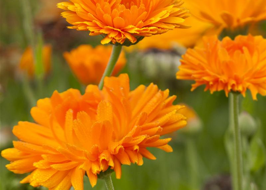 Calendula