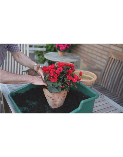 Blumenkübel - Bepflanzen mit Sommerblumen