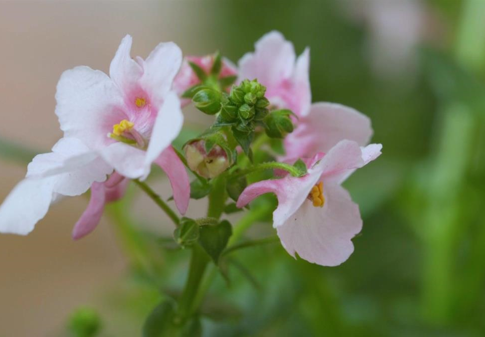 Elfensporn - Einpflanzen in ein Gefäß