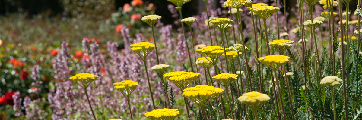 Achillea filipendulina