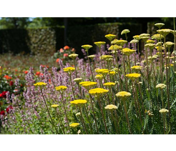 Staudengarten – Gestaltungshinweise