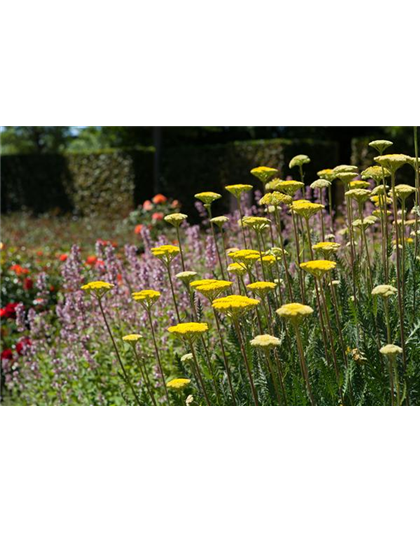 Staudengarten – Gestaltungshinweise