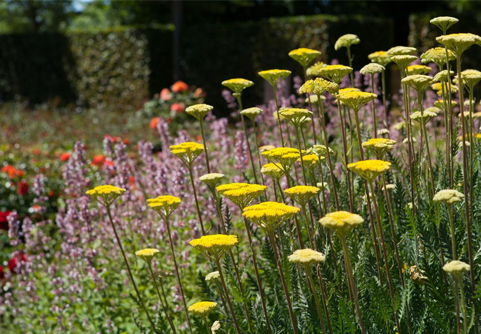 Staudengarten – Gestaltungshinweise